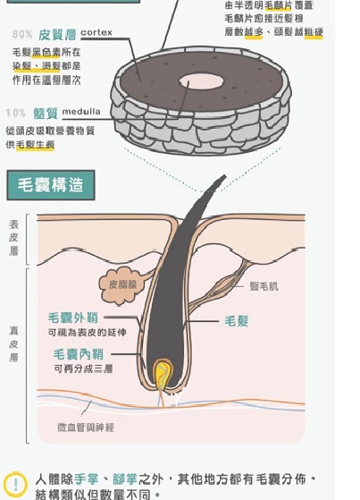 头发的产生是一个复杂且持续的生理过程