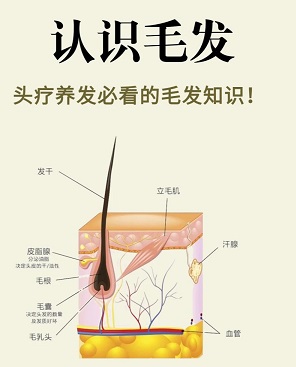 头发除了美观，还有哪些功能作用？