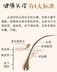 脱发后,毛囊在什么情况下还能再生? 脱发后,毛囊在什么情况下还能再生?